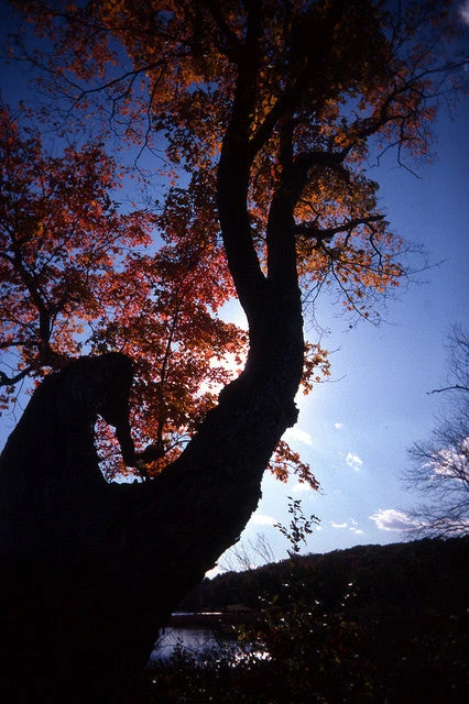 35mm Film Camera - RETO Ultra Wide & Slim Camera (Charcoal) 7 35mm Film Camera - RETO Ultra Wide & Slim Camera (Charcoal) - Image 5