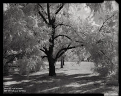 4x5 Sheet Film - FPP BW Neg Infrared Film - (25 Sheets) 7 4x5 Sheet Film - FPP BW Neg Infrared Film - (25 Sheets) -Canon® Shop FPP IR 4x5 001 72dpi b66277b4 4878 49ad 8883 bbfaeecb3321