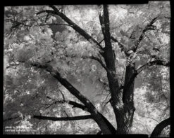 4x5 Sheet Film - FPP BW Neg Infrared Film - (25 Sheets) 8 4x5 Sheet Film - FPP BW Neg Infrared Film - (25 Sheets) -Canon® Shop FPP IR 4x5 002 72dpi 220d6dab 2fd1 4de6 bee2 17aa35524564