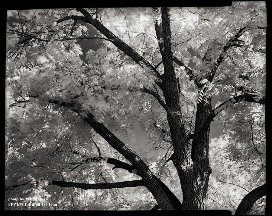 4x5 Sheet Film - FPP BW Neg Infrared Film - (25 Sheets) 5 4x5 Sheet Film - FPP BW Neg Infrared Film - (25 Sheets) - Image 3