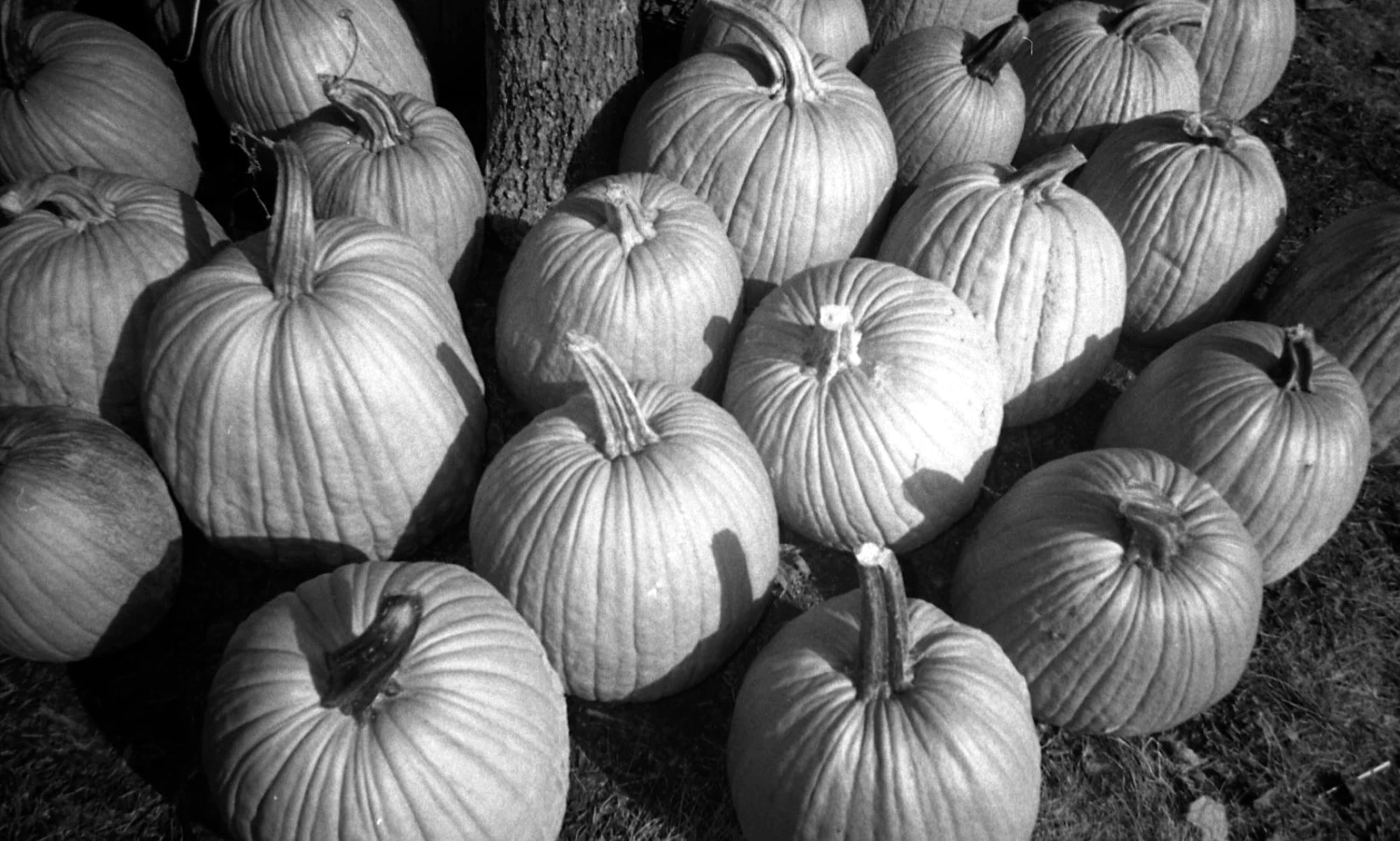 35mm Film Camera - Kodak Tri-X Single Use BW Camera 7 35mm Film Camera - Kodak Tri-X Single Use BW Camera - Image 5