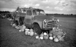 35mm Film Camera - Kodak Tri-X Single Use BW Camera 13 35mm Film Camera - Kodak Tri-X Single Use BW Camera -CanonĀ® Shop KodakTriX OneTimeUse leslie 7