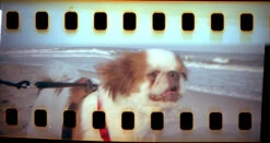 120 Adapter - 35mm To 120 Film Adapter Kit / Sprockets! -Canon® Shop LilOllie