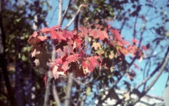 35mm Film Camera - Pentax K1000 SLR / 50mm F2 + (Vintage) -Canon® Shop PentaxK1000 5 Raso