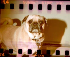 35mm To 620 Film Adapter Kit / Sprockets! -Canon® Shop Sprockets 2 800x 77882ccc ba9b 4dd1 ad7b dd3a2062b3ce