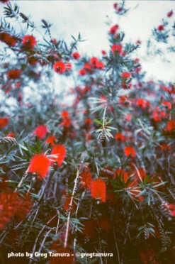 16mm Film - Double Perf - FPP SUN Color 1 - 100 Ft -Canon® Shop Sun GregTamura 000327390025 770X 56e93182 9e81 43af b0b2 95448e29060d