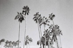 35mm Film Camera - Dubble SHOW Point & Shoot (Black) -Canon® Shop dubbleSHOW sample photos139 1080x fa07222f 733a 4def 83af 06b87b7bf396